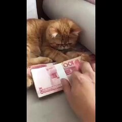 Funny Cat protecting money. Cat know importance of money