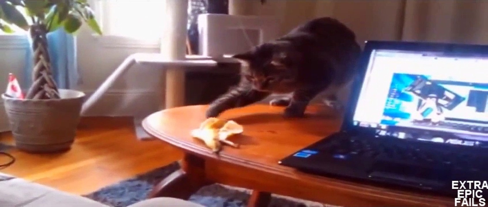 LUSTIGE VIDÉOS FAIL Compilation