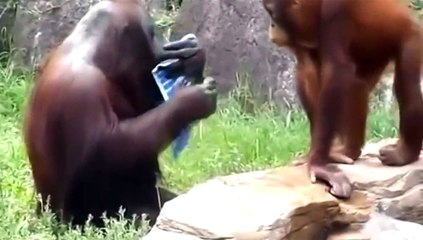 Lucu Video Fail Compilation BestFunny Monyet-Video Compilation 2015 [Full Episode]