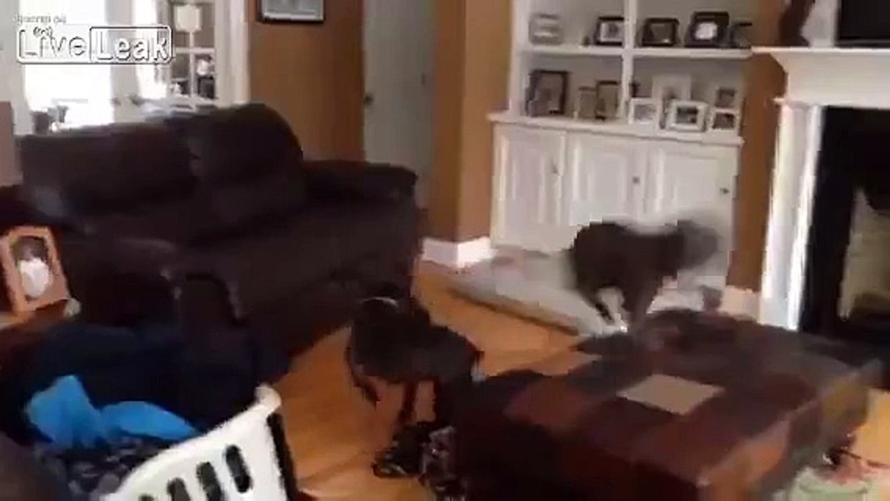Very excited pup jumps from a sofa to another