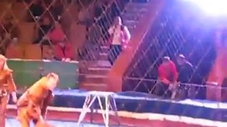 Lion attack in a circus