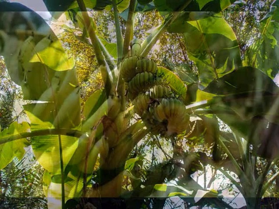 THE BANANA TREE  by Stephen Hereford