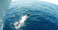 Dolphins Frolic and Play in a Boat's Wake