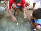Philippine Spider Feeding
