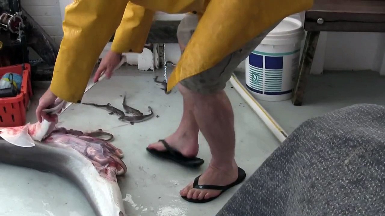 You'll never guess what's inside this shark.