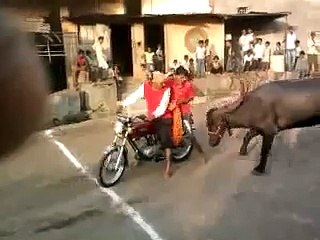 bicke and bull fighting Latest Funny Video