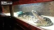 **Burmese Python Constricting a Pig!**   (WARNING)