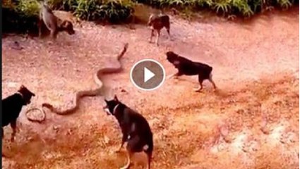 A Dog Fight With Snake and kill him Watch amazing video
