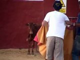 amateur-bullfighter-gets-nailed-496 Latest Funny Clips