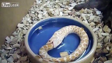 Snake Eating Its Own Tail