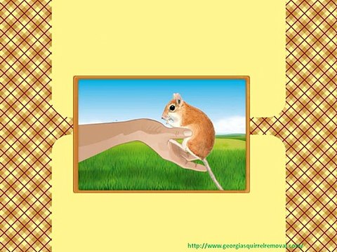 Prompt Service for Rodent Removal Atlanta