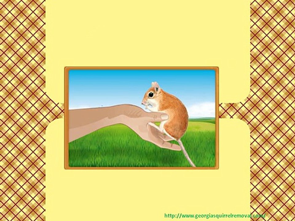 Prompt Service for Rodent Removal Atlanta