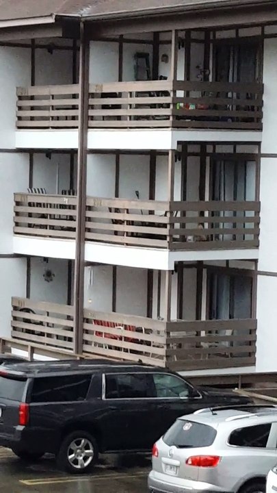 Un ours escalade un batiment de 3 étages