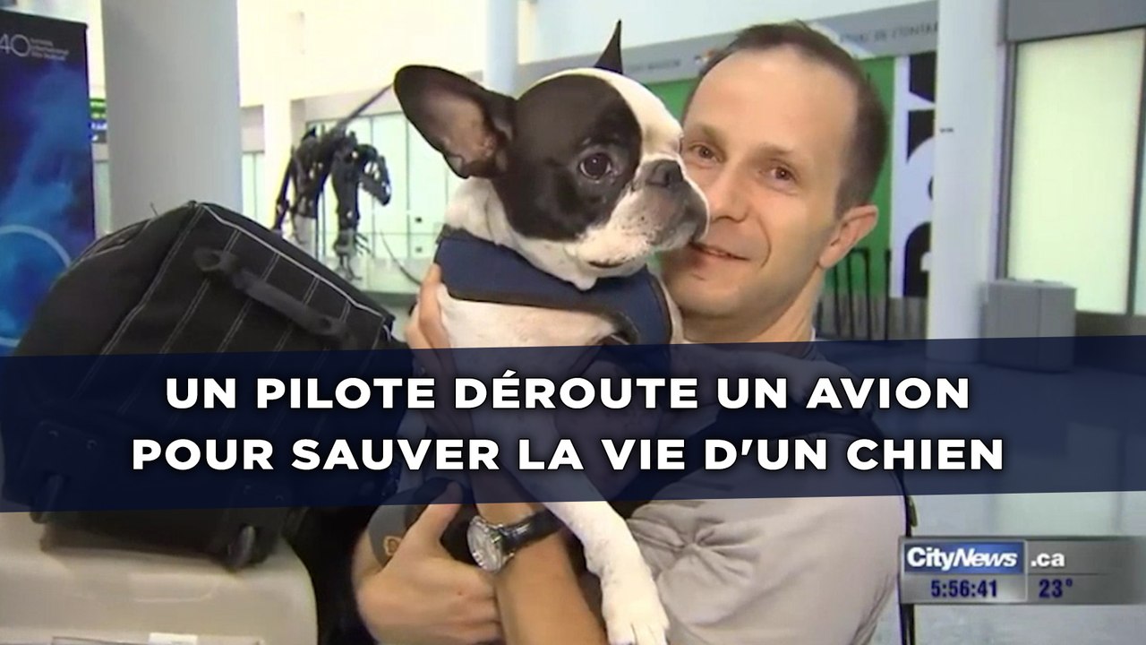 Un pilote déroute un avion pour sauver la vie d'un chien