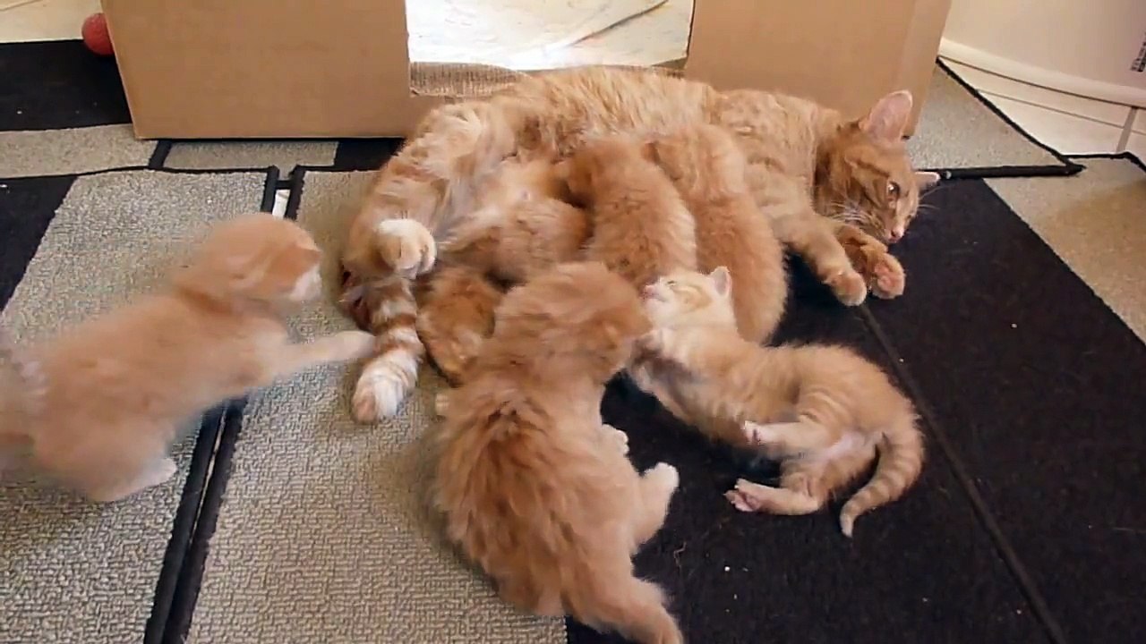 What It’s Like When You Foster Six Ginger Kitties