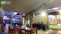 A giraffe walks into a bar .........