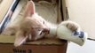 Cute Kitten Flapping Ears Drinking Milk Bottle On His Own
