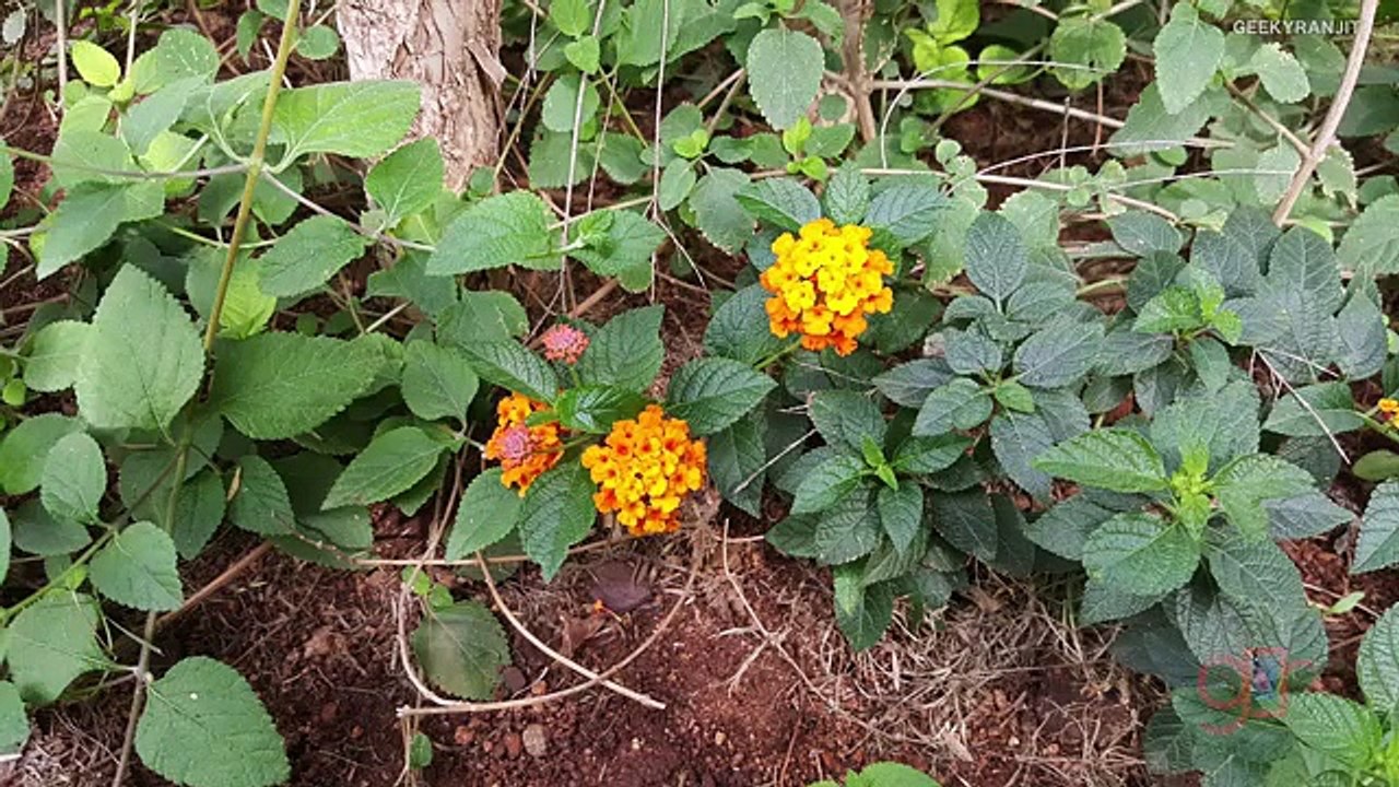 Samsung Galaxy Note 5 _ S6 Edge + Camera Review in 4K with Samples -