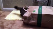 Pancake la chatte a deux pattes joue à cache-cache dans un sac à papier !