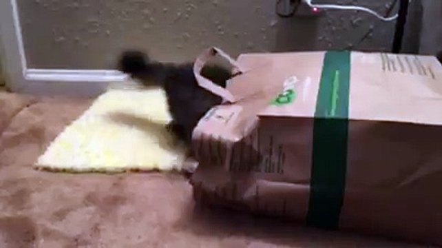 Pancake la chatte a deux pattes joue à cache-cache dans un sac à papier !