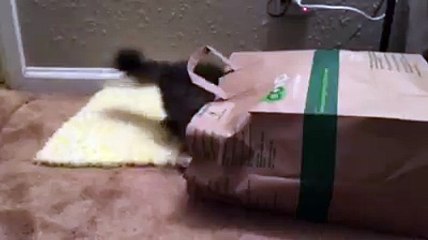 Pancake la chatte a deux pattes joue à cache-cache dans un sac à papier !