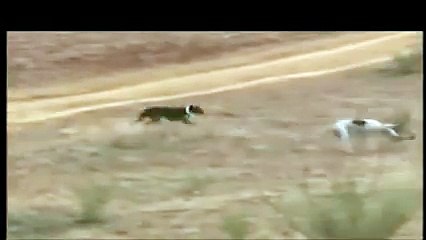 Race Between Rabbit and Dogs