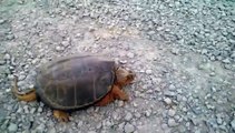 DO NOT mess with this turtle! Snapping turtle in scary attack _ Daily Mail Online