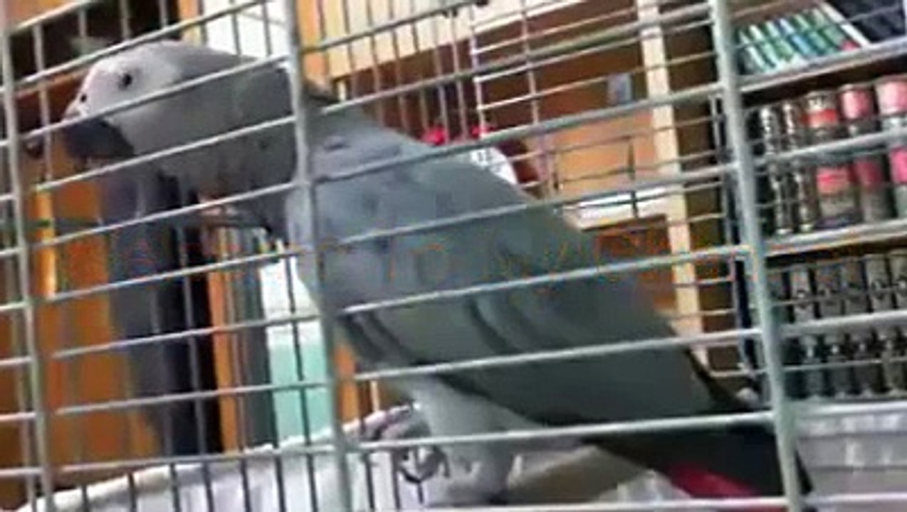 See My Bird saying Kalma And Tasbeeh