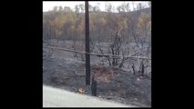 Scorched earth: Aftermath of valley fire in Middletown