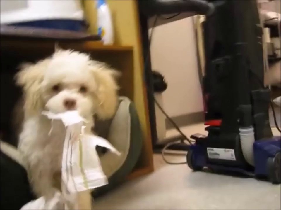 Un chien pris en flagrant délit va attaquer la caméra!