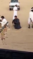 Dogs runs to eat deer. check their speed