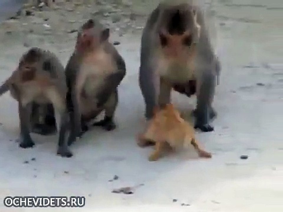 Funny animals