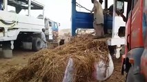 Cow Unloading in Sohrab Goth Gai Mandi
