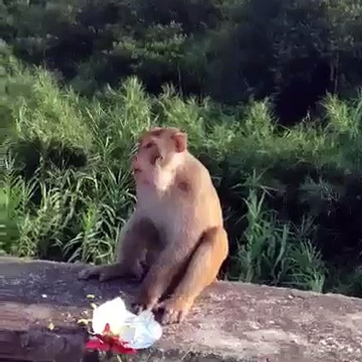 Animals funny