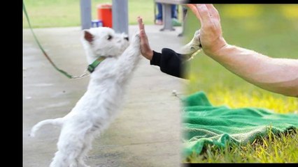 Elmhurst Animal Care Center: Excellent Staff