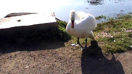 cygne un copain qui habite pres de chez moi