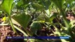 Agronomie : il fait pousser des légumes sans eau