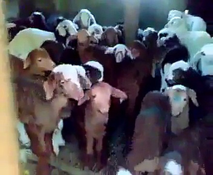 How Goats Taking Class - So Cuteee
