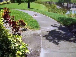 Une tortue dévoile sa technique secrète