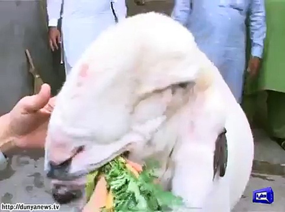 195 کلو وزنی چھترے رستم گوجرانوالہ