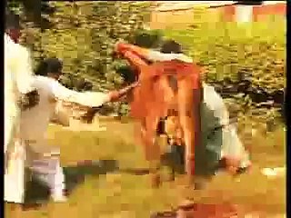 Qurbani Animals Sacrifices On Eid Ul Azha - Eid Special - Funny and Interesting Animals