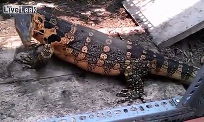 4 MICE ONE LIZARD!     -live feeding-