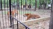 Two adult Tigers fighting in a Zoo! Please don't go away!
