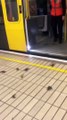 Invasion de crabes dans le métro de Newcastle