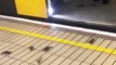 Crab invasion on the Newcastle Subway! Crabs in the Metro!