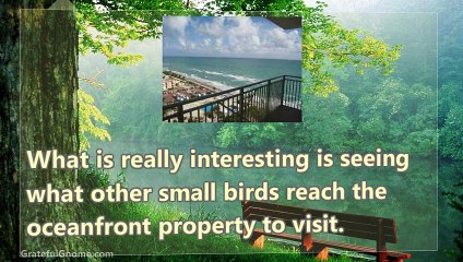 Are You Trying To Attract Small Birds To Your Property-