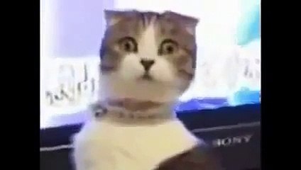 Funny Animal animal, 2014,afv,about cats, Best Funny Animals