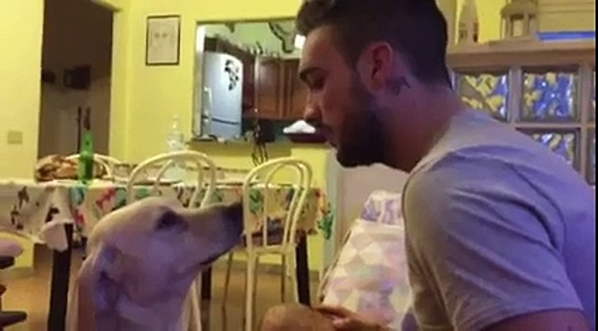 Ce Chien Demande Pardon A Son Maitre Apres Avoir Fait Une Grosse Betise Video Dailymotion