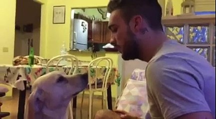 Ce chien demande pardon à son maître après avoir fait une grosse bêtise