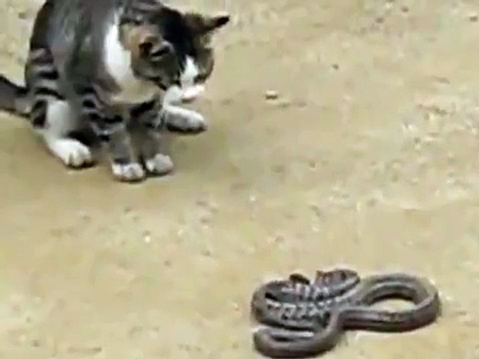 Barn cat vs. Bull snake